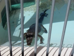 Kings Canyon & Alice Springs-088